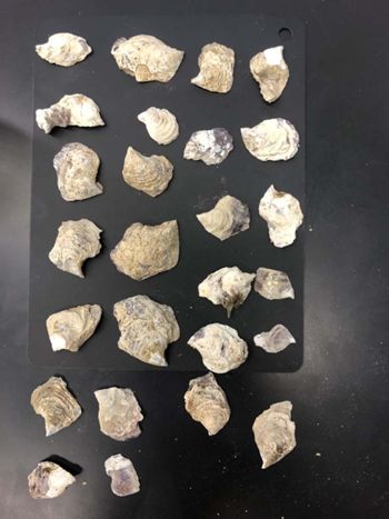 Media type: image; Malacology 155592   Description: preserved specimen;
